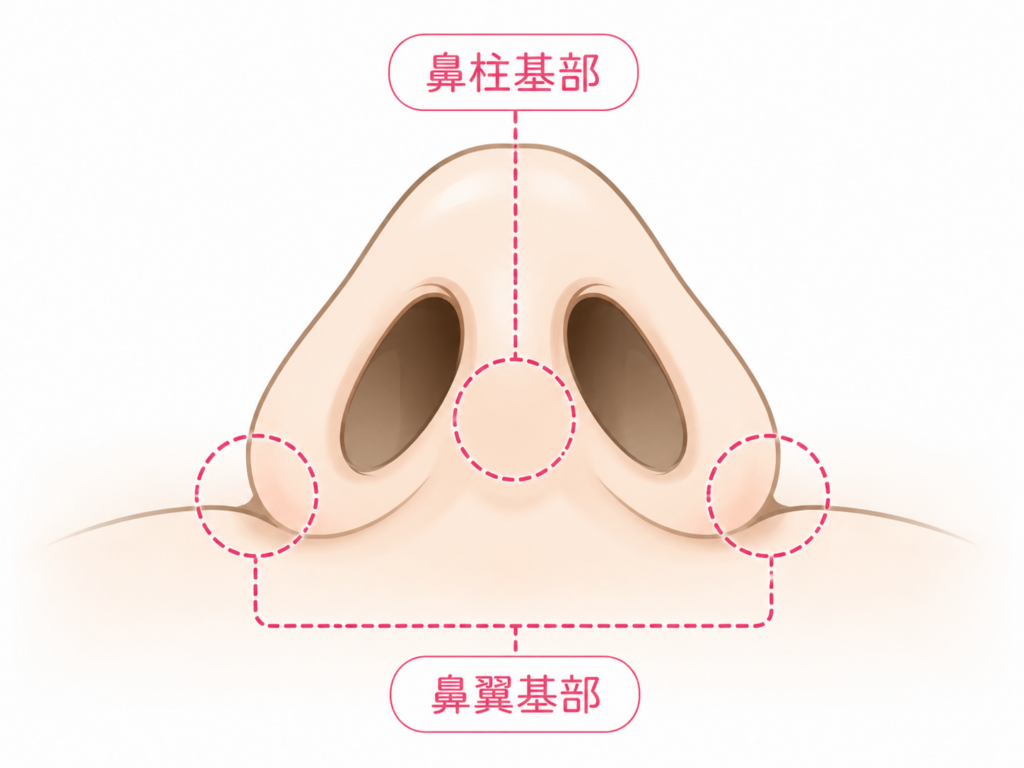 鼻翼基部 位置 役割